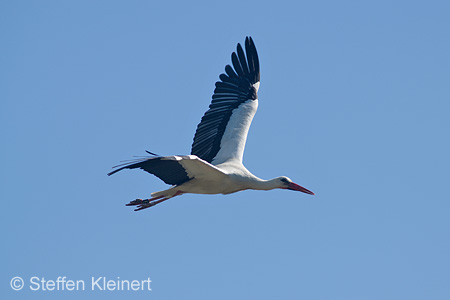 Weißstorch, Ciconia ciconia 022